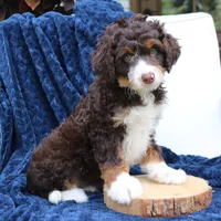 Duke, a male Miniature Bernedoodle for sale in Narvon, PA – 3 of 4