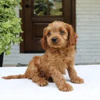 Martin, a male Cavapoo for sale in Narvon, PA – 5 of 7