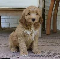 Teddy mini f1b, a male Miniature Goldendoodle for sale in Narvon, PA – 3 of 5
