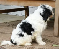 Sage , a female Cavapoo for sale in Narvon, PA – 6 of 6
