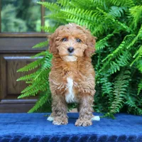 Nelly, a female Goldendoodle for sale in Narvon, PA – 3 of 9