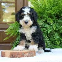 Bear, a male Bernedoodle for sale in Narvon, PA – 2 of 8