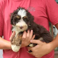 Paisley, a female Miniature Bernedoodle for sale in Narvon, PA – 6 of 7