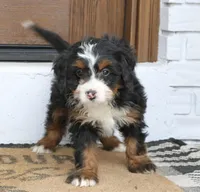 Ivy , a female Miniature Bernedoodle for sale in Narvon, PA – Photo 3 of 3