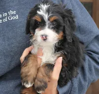 Ivy , a female Miniature Bernedoodle for sale in Narvon, PA – Photo 2 of 3