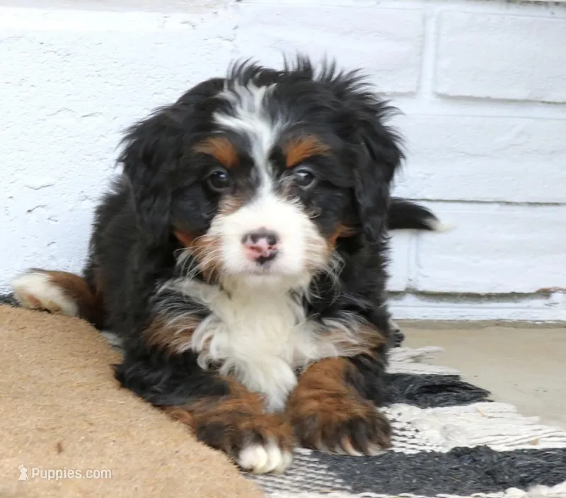 Ivy  – Miniature Bernedoodle puppy for sale in Narvon, PA