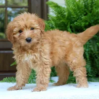 Ava, a female Miniature Goldendoodle for sale in Narvon, PA – 5 of 9