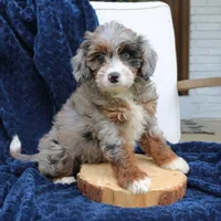 Diana, a female Miniature Bernedoodle for sale in Narvon, PA – 3 of 7