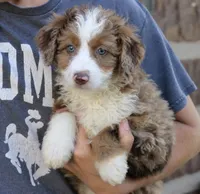 Bella , a female Miniature Bernedoodle for sale in Narvon, PA – 4 of 5