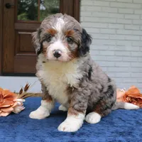 Kona, a female Bernedoodle for sale in Narvon, PA – 4 of 6
