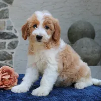 Dolly, a female Goldendoodle for sale in Narvon, PA – 3 of 9