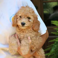 Nelson, a male Goldendoodle for sale in Narvon, PA – 5 of 8