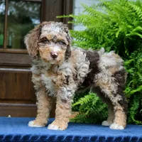 Rocky, a male Bernedoodle for sale in Narvon, PA – 7 of 7