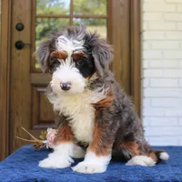 Bruno, a male Bernedoodle for sale in Narvon, PA – 4 of 6