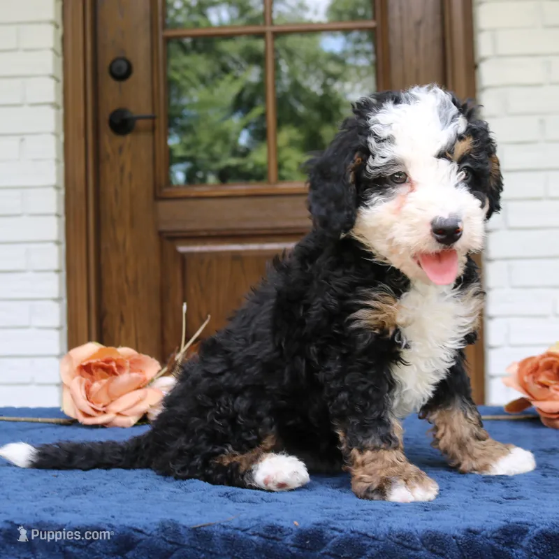 Everett – Miniature Bernedoodle puppy for sale in Narvon, PA