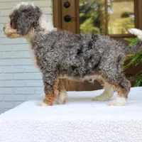 Buddy, a male Bernedoodle for sale in Narvon, PA – 5 of 9