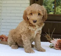 Teddy mini f1b, a male Miniature Goldendoodle for sale in Narvon, PA – 2 of 5