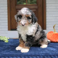 Milo, a male Miniature Bernedoodle for sale in Narvon, PA – 2 of 10