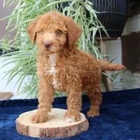 Hunter, a male Goldendoodle for sale in Narvon, PA – 2 of 6