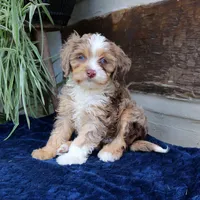Kirby, a male Cavapoo for sale in Narvon, PA – 9 of 10
