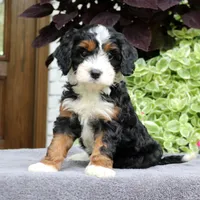 Clover, a female Cavapoo for sale in Narvon, PA – 9 of 9