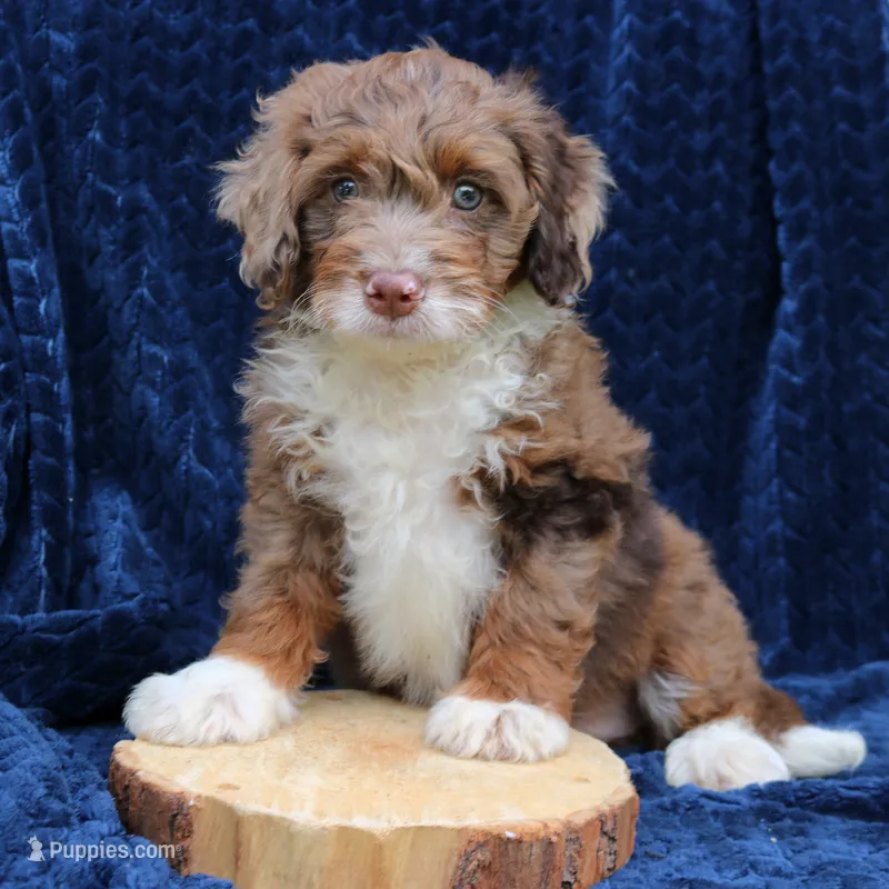 Dexter – Miniature Bernedoodle puppy for sale in Narvon, PA