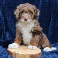 Dexter, a male Miniature Bernedoodle for sale in Narvon, PA – 1 of 7