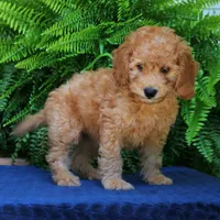 Nelson, a male Goldendoodle for sale in Narvon, PA – 4 of 8