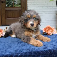 Kenzie, a female Bernedoodle for sale in Narvon, PA – 4 of 6