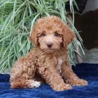 Hazel, a female Goldendoodle for sale in Narvon, PA – 2 of 7