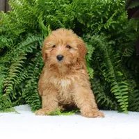 Ava, a female Miniature Goldendoodle for sale in Narvon, PA – 4 of 9