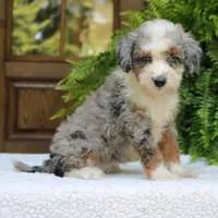 Brooke, a female Bernedoodle for sale in Narvon, PA – 5 of 6