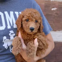 Spike, a male Miniature Goldendoodle for sale in Narvon, PA – 3 of 6