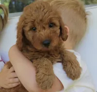 Trixie, a female Miniature Goldendoodle for sale in Narvon, PA – 3 of 4