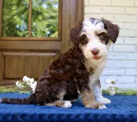 Winnie mini f1bb, a female Miniature Bernedoodle for sale in Narvon, PA – 4 of 4