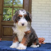 Bruno, a male Bernedoodle for sale in Narvon, PA – 5 of 6