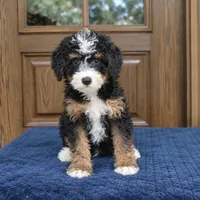 Shadow, a male Miniature Bernedoodle for sale in Narvon, PA – 7 of 9