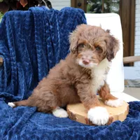 Dexter, a male Miniature Bernedoodle for sale in Narvon, PA – 7 of 7
