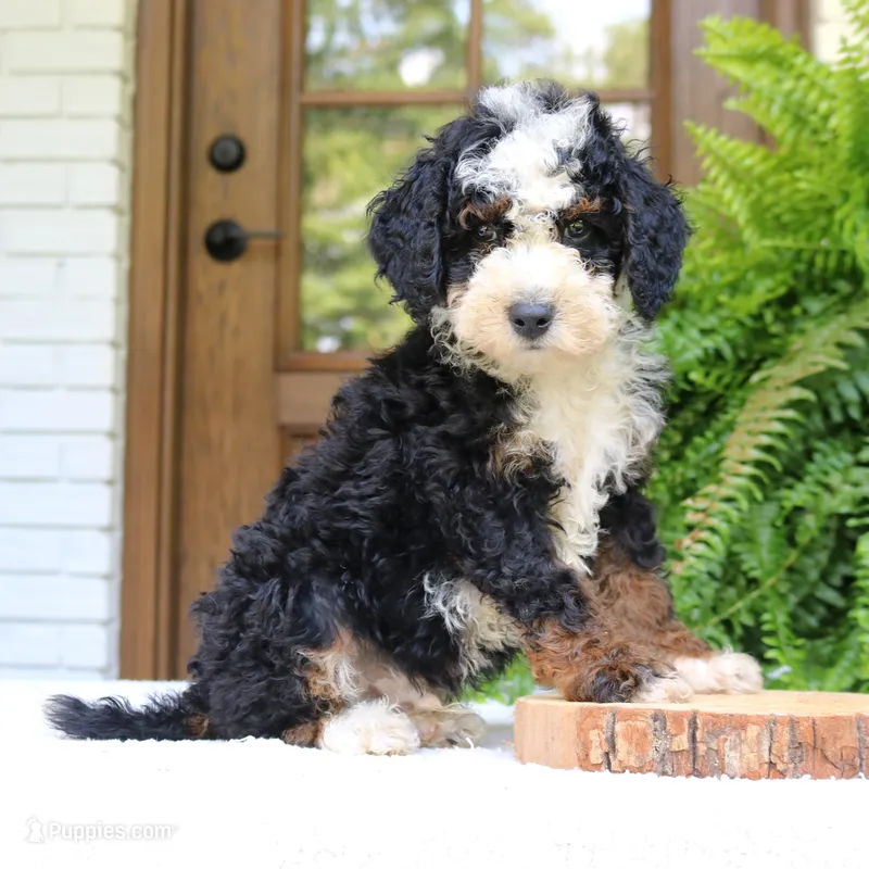 Buster – Bernedoodle puppy for sale in Narvon, PA