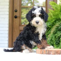 Buster, a male Bernedoodle for sale in Narvon, PA – 1 of 5