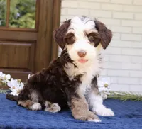 Winnie mini f1bb, a female Miniature Bernedoodle for sale in Narvon, PA – 3 of 4