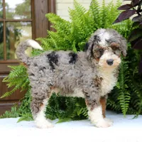 Bentley, a male Bernedoodle for sale in Narvon, PA – 9 of 10