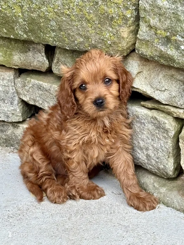 Murphy  – Cavapoo puppy for sale in Narvon, PA