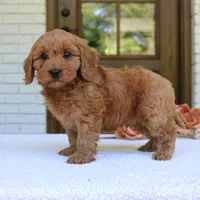 Jagger, a male Cavapoo for sale in Narvon, PA – 4 of 6