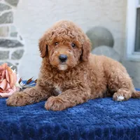 Denver, a male Goldendoodle for sale in Narvon, PA – 5 of 6