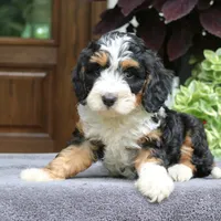 Cash, a male Cavapoo for sale in Narvon, PA – 6 of 6