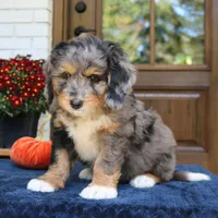 Gus, a male Bernedoodle for sale in Narvon, PA – 2 of 8