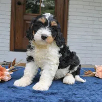 Dallas, a male Bernedoodle for sale in Narvon, PA – 2 of 5