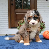Lexi, a female Bernedoodle for sale in Narvon, PA – 9 of 9