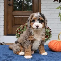 Lexi, a female Bernedoodle for sale in Narvon, PA – 8 of 9